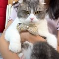 犬派の女の子が『初めて猫に触れた』結果…まさかの変化が可愛すぎると…