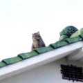 屋根に3日も取り残された猫…困難な救出に奇跡の展開！