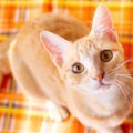 猫の『依存心』が強くなっているときの行動4つ！