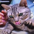 ごまかされても諦めない！食卓が気になる猫ちゃん♡