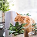 猫との生活で起こる『思いがけない事故』4選　危険なトラブルを未然に防ぐ…