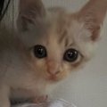 体が小さくて『弱々しかった保護子猫』が、１年後…すっかり変化した『…