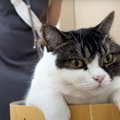 猫が『酔っぱらいの妹』に絡まれた結果…『可愛すぎる光景』が24万7000…