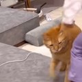 ５歳の女の子と遊んでいたら、“力加減を間違えてしまった”猫…あまりに…
