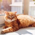 『熱中症にかかりやすい猫』の共通点5つと対策