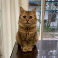 室内の猫に幸せに暮らしてもらうための方法５つ