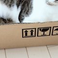 ネコに『新しいダンボール箱』あげたら、『表情』が変わって…可愛すぎ…