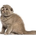【獣医師監修】フォールデックスってどんな猫？特徴や性格から飼う前の注…