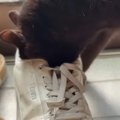 『パパの靴の匂い』が大好きすぎる黒猫→玄関で……『まさかの光景』に爆笑す…