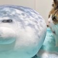 猫に『アザラシのぬいぐるみ』をあげた結果…10日後の『変わり果てた様子』…