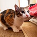 退院後の猫『元気があり余っている姿』を撮影してみたら…可愛すぎる『…