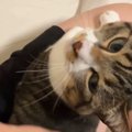 甘えん坊な猫→パパが家に帰ってくると、膝の上に乗って…尊すぎる光景が11…