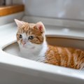 猫が『居座ってどいてくれない時』の心理4つ　困ったときの対処法とは？