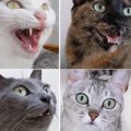 猫4匹の鳴き声をまとめてみた結果→『皆個性あってめっちゃ可愛い』『…