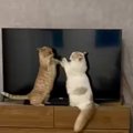テレビの前で立っている2匹の猫→様子を見ていると…微笑ましすぎる『戦…
