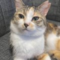 ソファに座っている猫の『おてて』を見てみたら……あまりにも尊い『ま…