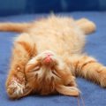 猫が飼い主にいろんなポーズを見せる7つの理由