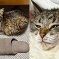 『伸縮性すごいな』座っているときはスリッパと同じ長さだった猫→伸ば…