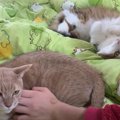 「僕も撫でて！」手を上げて立候補する猫ちゃん♡