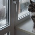 猫が『窓の結露』を舐めさせてはいけない4つの理由　ただの水と侮るな…