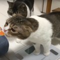 大きく成長した子猫！パパ猫を超える！？