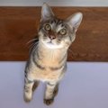 生後6ヶ月のヤンチャ猫ちゃん、ついに乳歯が抜けた！