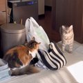 お姉ちゃん猫が弟猫に『待ち伏せドッキリ』をしかけた結果…『芸人顔負…