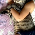 寝ぼけた女の子が猫を『抱き枕』と勘違いした結果…あまりにも尊い『ま…