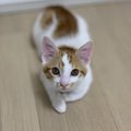 猫が自分からしゃべりかけてくるときに訴えていること４つ