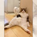 【あるある】脱力して遠い目をする猫さん「今週マジ疲れたわー」