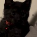 ソファに座るママにゆっくり近づく子猫→次の瞬間…尊すぎる『まさかの…