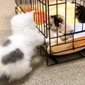 子猫が自分より小さな赤ちゃん猫を見たら…思わず頬が緩む『微笑ましい…