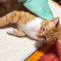 グルーミング用のグローブをはめていると、猫がやってきて…幸せいっぱいな…