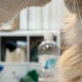 近づいてきた『仲良しな猫』の大胆な行動に……少女漫画のような『まさ…