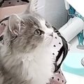 ドレッサーの上に座る子猫→メイク中のママをじっと見つめて…微笑ましい光…