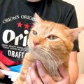 朝６時に起こしてきた猫→寝るまでの行動に密着してみたら…予想以上に『愛…