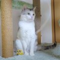 猫ちゃんとの楽しい時間が一変！再び地震が襲う！