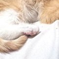 幸せそうに眠る保護子猫→『予想外の場所』に乗っていて…ほっこりする光景…