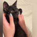 小さな黒猫のお腹に顔をうずめてみたら…51万再生の"尊すぎるリア…