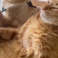 猫が使い続けた『ボロボロのハンモック』を買い替えたら…3日後の『まさか…