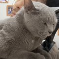 パパの上で甘えていた猫→突然滑って落ちてしまった結果…理不尽すぎる…