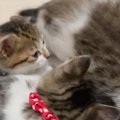 パパの膝の上に集まる『子猫たち』→元気いっぱいに遊んでいると…『驚きの…