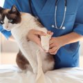 猫が『捻挫』をしたときにみせる3つの仕草　病院に行くべき症状から応急処…