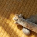 襖を猫に引っかかれない５つの対策