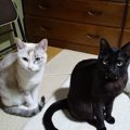 猫が自分の『可愛さ』をわかっている時にする行為3つ