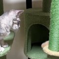 子猫たちのもとにやってきた先輩猫→『しっぽ』に子猫たちが夢中になって……
