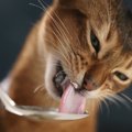 猫は甘酒を飲んでも大丈夫！与える量と注意点を解説！