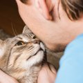 猫にとっての「理想の飼い主」とは？６つの特徴