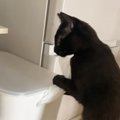 イタズラをしていた黒猫→『見られていること』に気が付くと…つい笑っ…