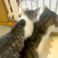 先住猫と模様がそっくりな子猫→背中によじ登ると…思わずほっこりする『尊…